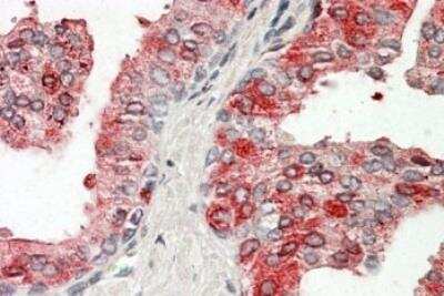 Immunohistochemistry-Paraffin: Prostatic Acid Phosphatase/ACPP Antibody [NBP1-51946]