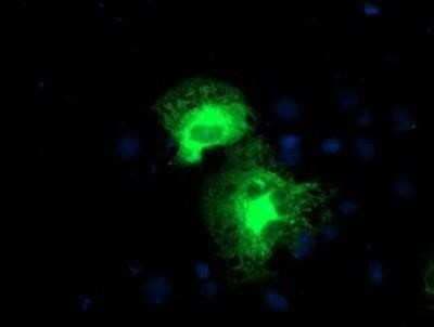 Immunocytochemistry/ Immunofluorescence: Proteasome 19S 10B Antibody (OTI1G6) - Azide and BSA Free [NBP2-73627]