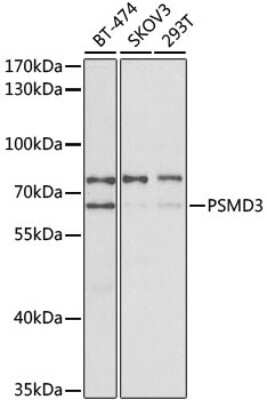 Western Blot: Proteasome 19S S3 AntibodyBSA Free [NBP2-94013]