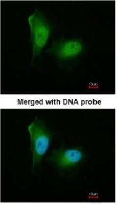 Immunocytochemistry/ Immunofluorescence: PSMA2 Antibody [NBP1-31542]