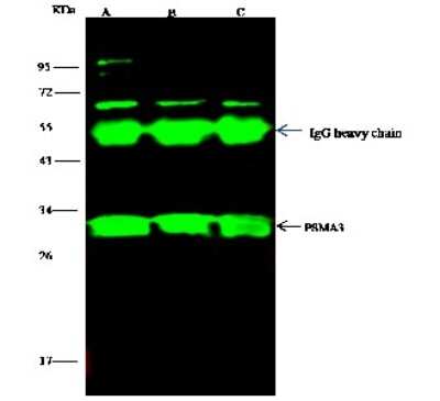 Immunoprecipitation: Proteasome 20S alpha 3 Antibody [NBP2-97026]