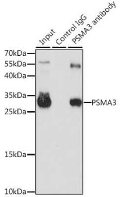 Western Blot: Proteasome 20S alpha 3 AntibodyAzide and BSA Free [NBP2-94032]