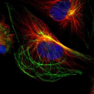 Immunocytochemistry/ Immunofluorescence: Proteasome subunit beta type 4 Antibody [NBP1-89681]