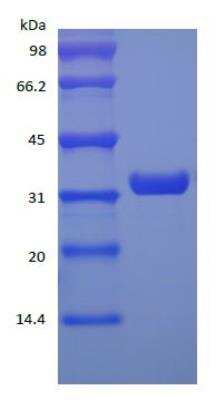 SDS-PAGE: Recombinant Protein A Cys (C-Term) Protein [NBP2-35001]