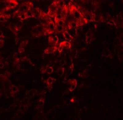 Immunocytochemistry/ Immunofluorescence: Protein Disulfide Isomerase/P4HB Antibody - BSA Free [NBP2-41319]
