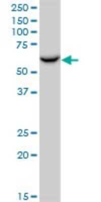 Western Blot: Protein Disulfide Isomerase/P4HB Antibody [H00005034-B01P]