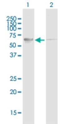 Western Blot: Protein Disulfide Isomerase/P4HB Antibody [H00005034-B01P]