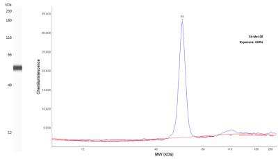Simple Western: Protein Kinase A regulatory subunit I alpha Antibody [NBP2-33585]