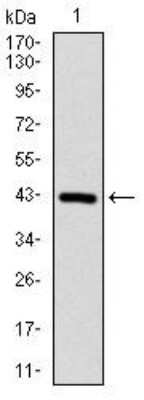Western Blot: Protein Phosphatase 1 beta Antibody (8A7C7)BSA Free [NBP2-52539]