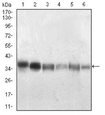 Western Blot: Protein Phosphatase 1 beta Antibody (8A7C7)BSA Free [NBP2-52539]
