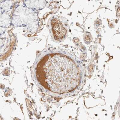 Immunohistochemistry-Paraffin: Protein S/PROS1 Antibody [NBP1-87217]