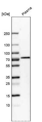 Western Blot: Protein S/PROS1 Antibody [NBP1-87217]