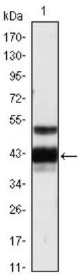 Western Blot: Protein Z Antibody (2B4)BSA Free [NBP1-47452]