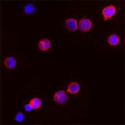 Immunocytochemistry/ Immunofluorescence: Proteinase 3/Myeloblastin/PRTN3 Antibody [NBP1-25966]