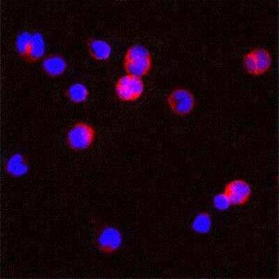 Immunocytochemistry/ Immunofluorescence: Proteinase 3/Myeloblastin/PRTN3 Antibody [NBP1-25966]