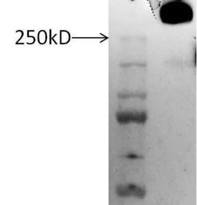 Western Blot: Lubricin/PRG4 Antibody [NB100-74453]