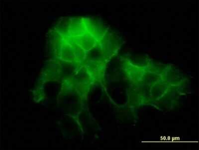 Immunocytochemistry/ Immunofluorescence: Protocadherin-1 Antibody (5D5) [H00005097-M01]