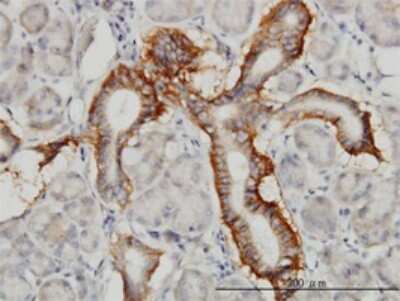 Immunohistochemistry-Paraffin: Protocadherin-1 Antibody (5D5) [H00005097-M01]