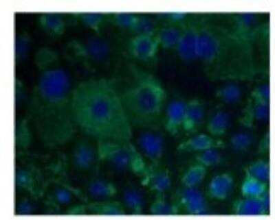 Immunocytochemistry/ Immunofluorescence: Protocadherin-1 Antibody [NBP1-59209]