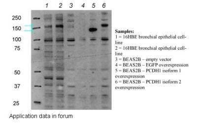 Western Blot: Protocadherin-1 Antibody [NBP1-59209]