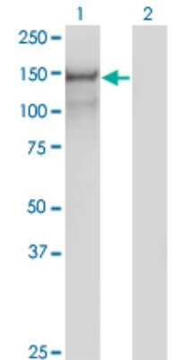 Western Blot: Protocadherin-10 Antibody (2H6) [H00057575-M07]