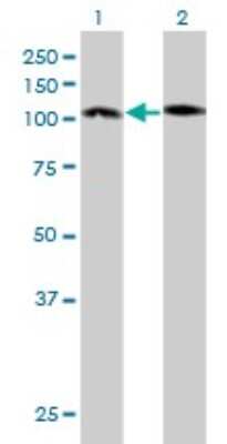 Western Blot: Protocadherin-10 Antibody (4H8) [H00057575-M01]