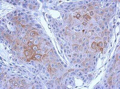 Immunohistochemistry-Paraffin: Protocadherin-10 Antibody [NBP2-19719]