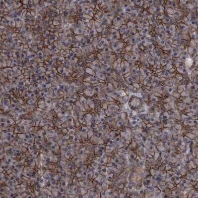 Immunohistochemistry-Paraffin: Protocadherin-17 Antibody [NBP1-80943]