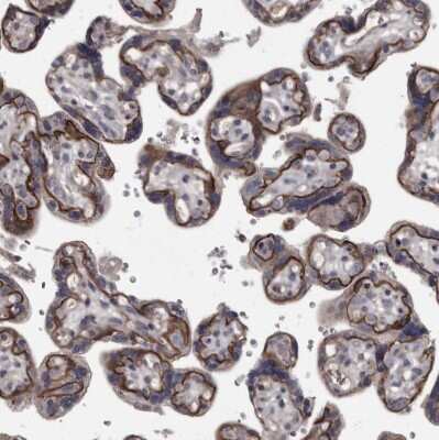 Immunohistochemistry-Paraffin: Protocadherin-17 Antibody [NBP1-80943]