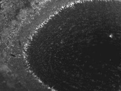 Immunohistochemistry-Frozen: Protocadherin 21 Antibody [NBP1-92296]