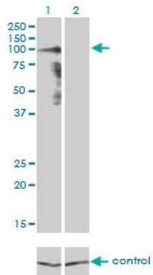 Western Blot: Protocadherin gamma A8 Antibody (1C11) [H00009708-M01]