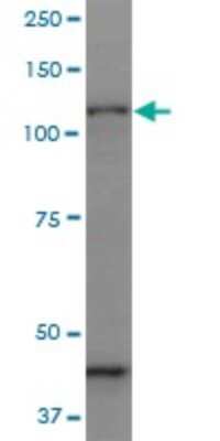 Western Blot: Protocadherin gamma C3 Antibody (1C4) [H00005098-M07]