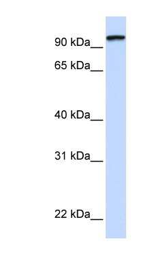 Western Blot: Protocadherin gamma C3 Antibody [NBP1-59239]