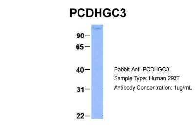 Western Blot: Protocadherin gamma C3 Antibody [NBP1-59239]