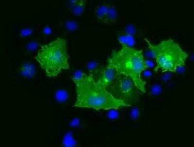 Immunocytochemistry/ Immunofluorescence: Protogenin Antibody (OTI2B3) - Azide and BSA Free [NBP2-73674]