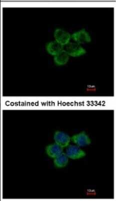 Immunocytochemistry/ Immunofluorescence: PUM1 Antibody [NBP2-20011]