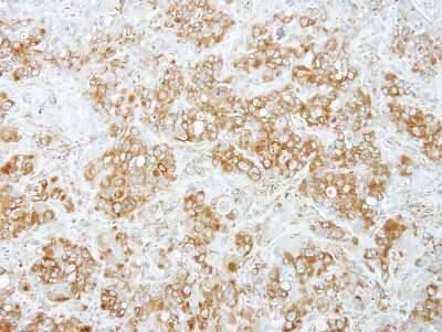 Immunohistochemistry-Paraffin: PUM1 Antibody [NBP2-20011]