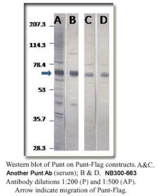 Western Blot: Punt Antibody [NB300-662]