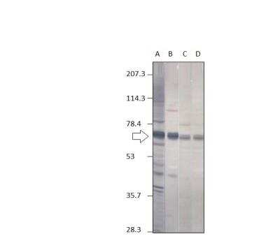 Western Blot: Punt Antibody [NBP3-12415]
