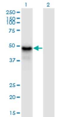 Western Blot: Pygopus-1 Antibody (3E1) [H00026108-M13]