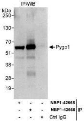 Immunoprecipitation: Pygopus-1 Antibody [NBP1-42665]