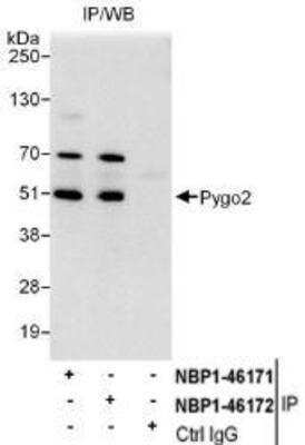 Immunoprecipitation: Pygopus-2 Antibody [NBP1-46172]