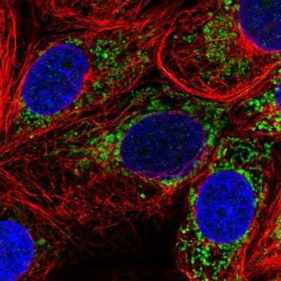 Immunocytochemistry/ Immunofluorescence: Pyruvate Carboxylase Antibody [NBP2-55361]