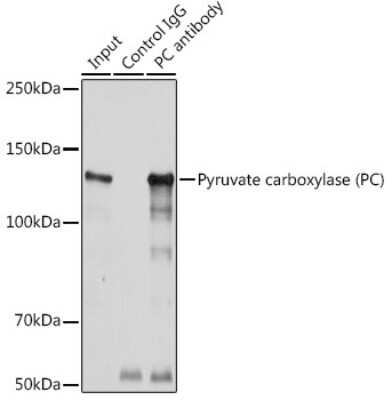 Immunoprecipitation: Pyruvate Carboxylase Antibody - BSA Free [NBP2-93781]