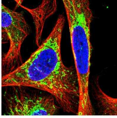 Immunocytochemistry/ Immunofluorescence: Pyruvate Dehydrogenase E2 Antibody [NBP2-34065]