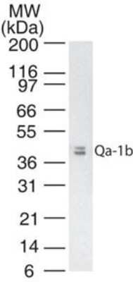 Western Blot: QA1b Antibody (6A8.6F10.1A6)Azide and BSA Free [NBP2-26667]