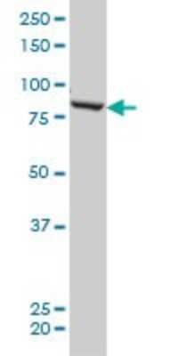 Western Blot: QARS Antibody (5F5) [H00005859-M01]