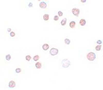 Immunocytochemistry/ Immunofluorescence: QBRICK/FREM1 Antibody - BSA Free [NBP1-77180]