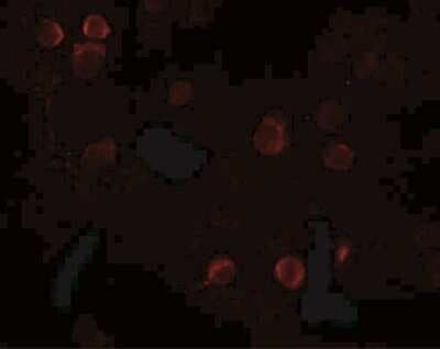 Immunocytochemistry/ Immunofluorescence: QBRICK/FREM1 Antibody - BSA Free [NBP1-77180]