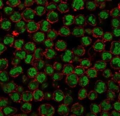 Immunocytochemistry/ Immunofluorescence: QKI/Quaking Antibody (PCRP-QKI-2F10) [NBP3-13817]